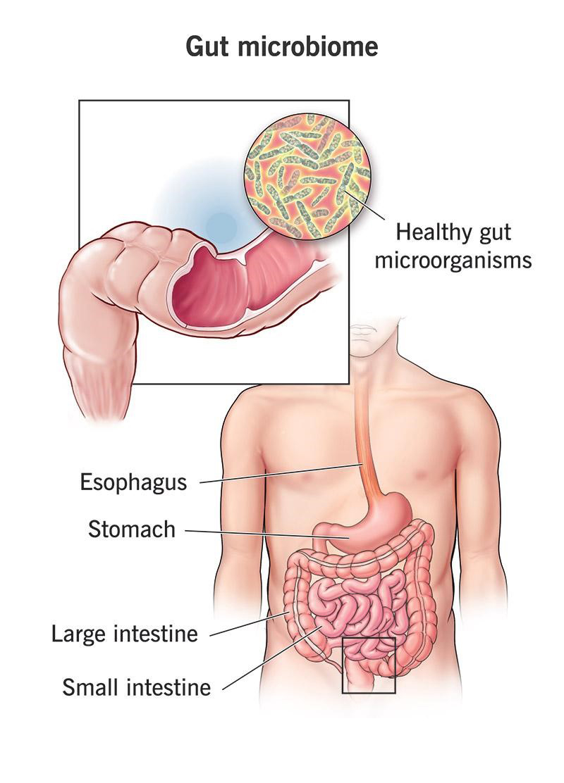 Diabetes and Gut Health: The Hidden Connection