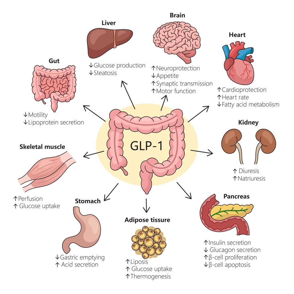 Diabetes and Gut Health: The Hidden Connection