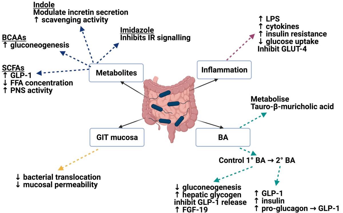 Diabetes and Gut Health: The Hidden Connection