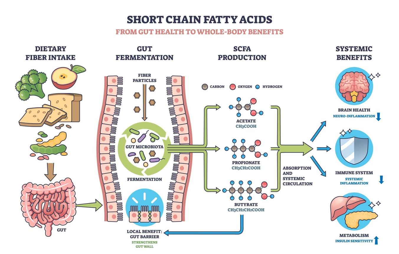 Diabetes and Gut Health: The Hidden Connection