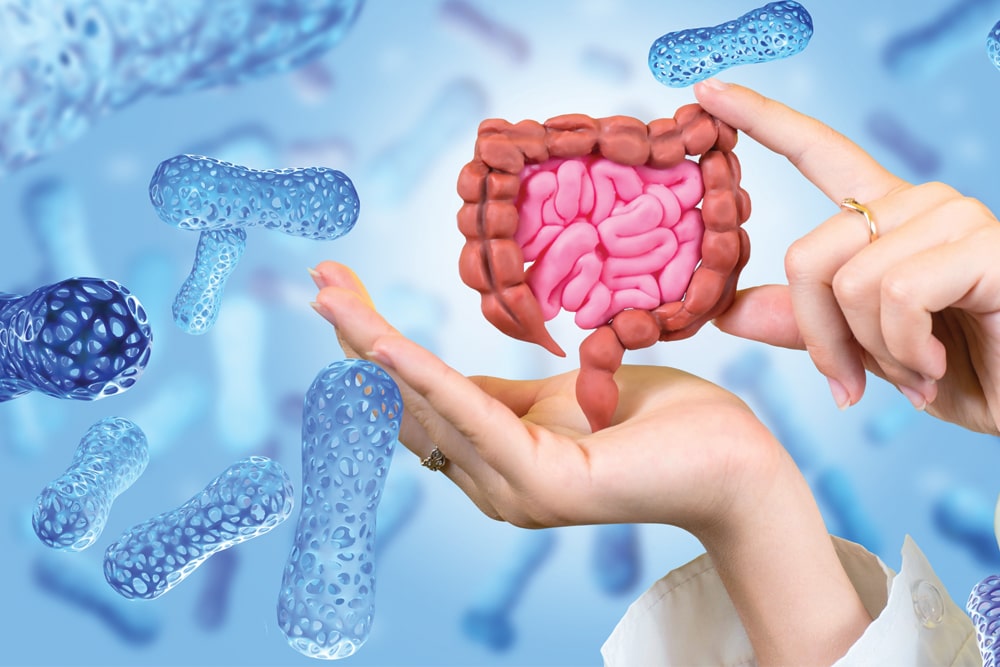 Gut Health and Thyroid Function: Can a Healthy Microbiome Support Your Thyroid?