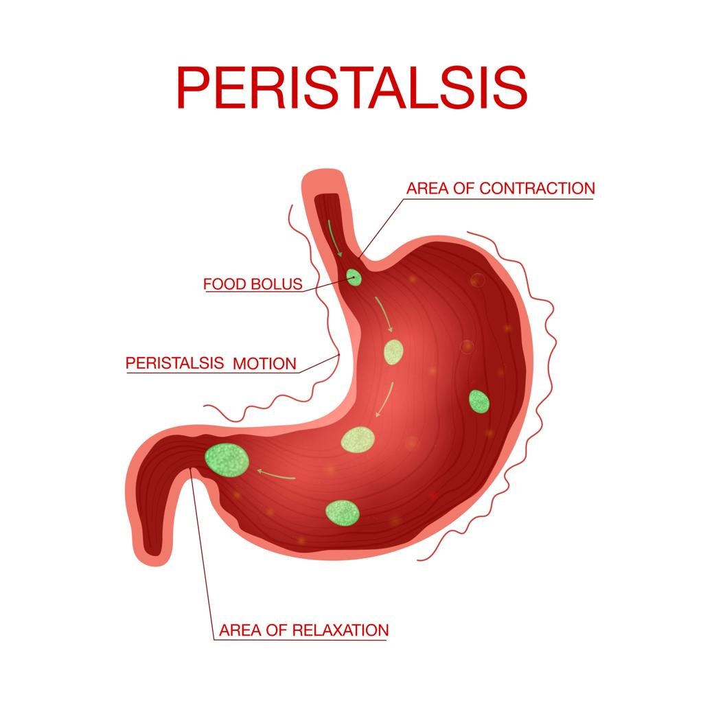 How Does Diabetes Affect the Gastrointestinal System?
