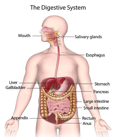 How Does Diabetes Affect the Gastrointestinal System?