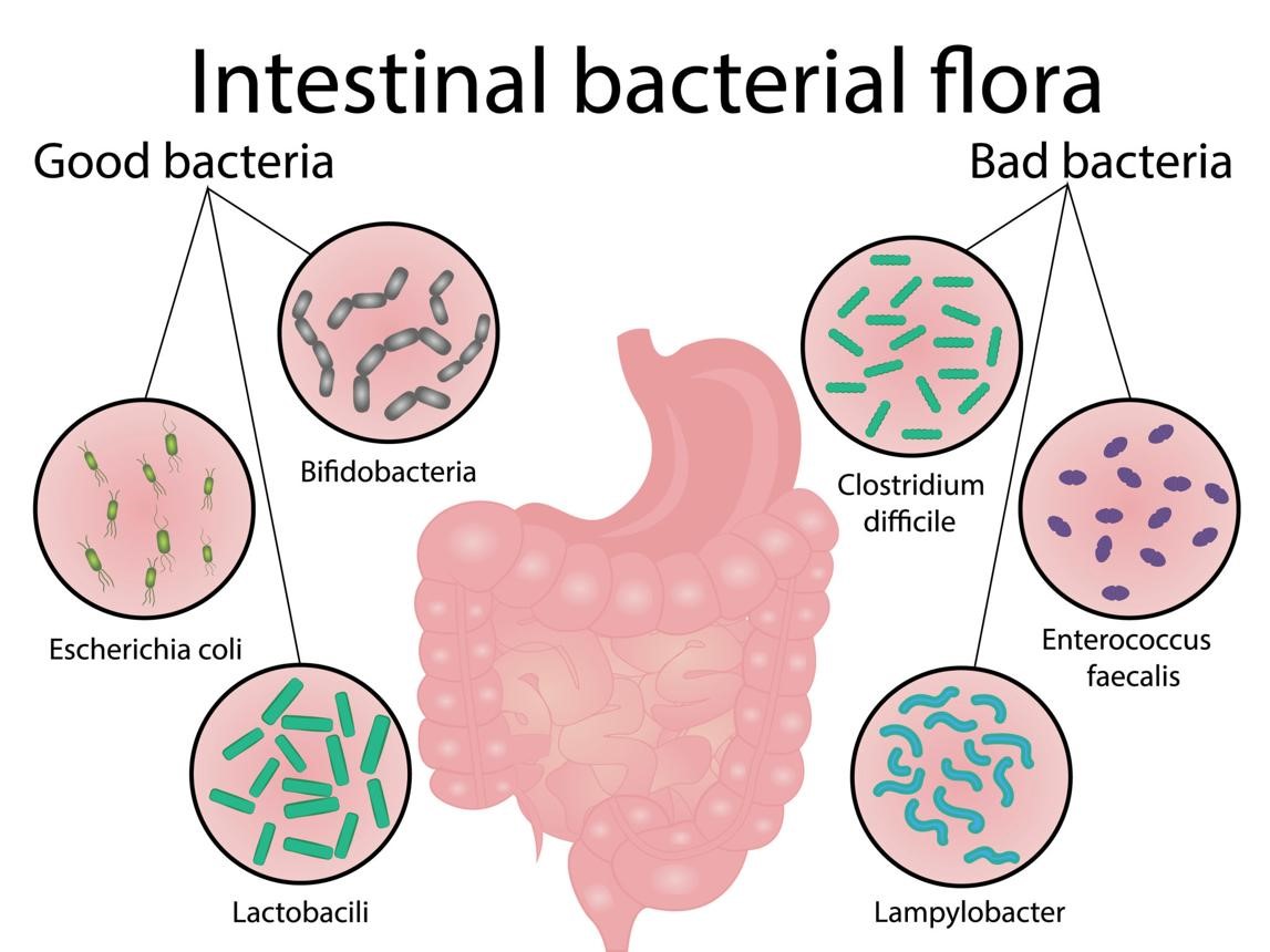 How Does Diabetes Affect the Gastrointestinal System?