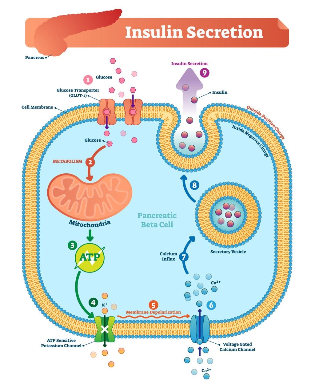 How Does Diabetes Affect the Gastrointestinal System?