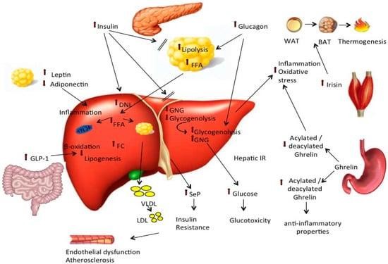 How Does Diabetes Affect the Gastrointestinal System?