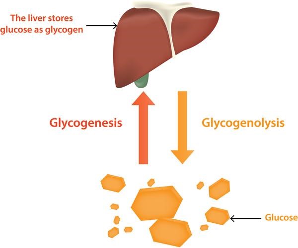 How Does Diabetes Affect the Gastrointestinal System?